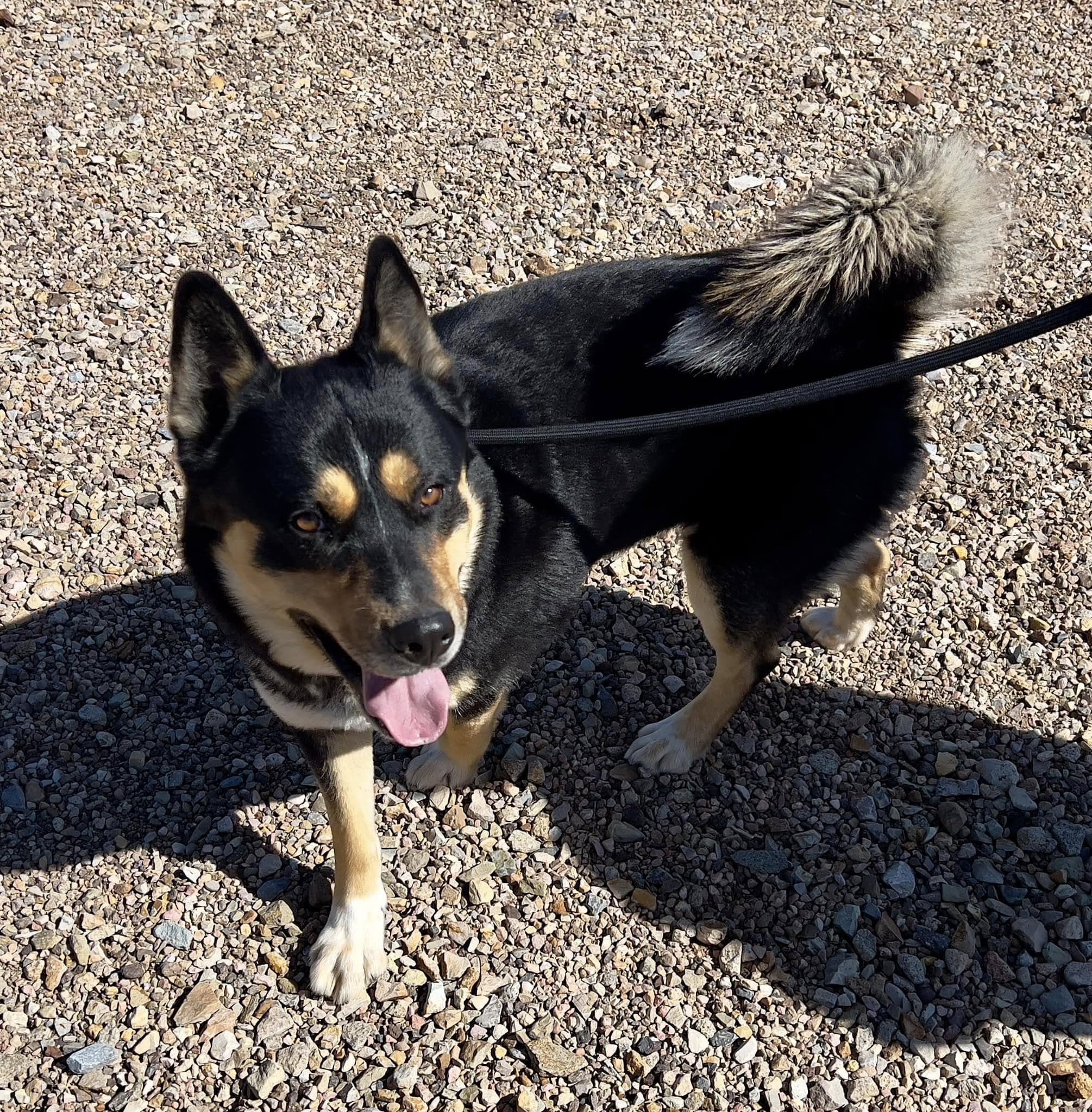 Dog from the shelter